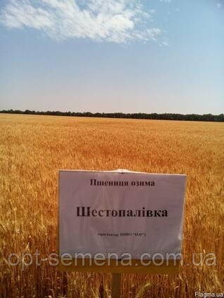 Озима пшениця Шестопавлівка (1 репродукція)