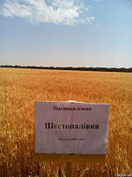 Озима пшениця Шестопавлівка (1 репродукція)