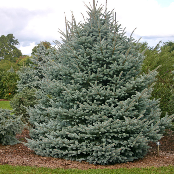 Саджанці Ялини Вільсона (Picea Wilsonii) Р9