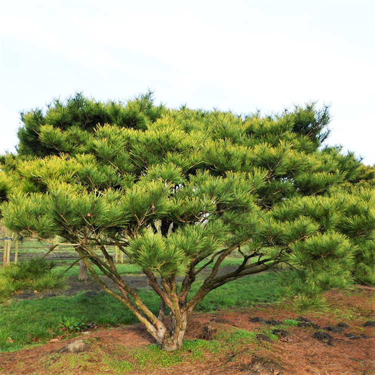 Саджанці Сосни японської червоної (густоквіткова), 4-х річна (Pinus Japanese Red Pine) С3