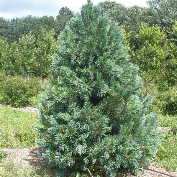 Саджанці Сосни м'якої (Pinus flexilis) Р9