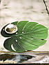 Набір з 6-ти підставок у формі зелених листя Монстери, фото 5