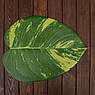Підставки у формі листів Дифенбахії, набір 6 шт., фото 2