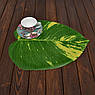 Набір з 2-х підставок під тарілки та страви у формі листя Диффенбахії VdE, фото 3
