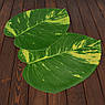 Підставки у формі листів Дифенбахії, набір 6 шт., фото 4