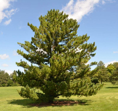 Саджанці Сосна Румелійська (Pinus peuce) Р9