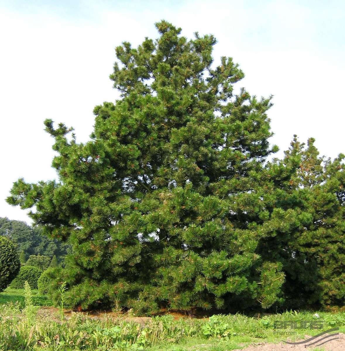 Саджанці Сосни Скручена, 4-х річна (Pinus contorta) С3