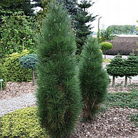 Саженцы Сосны черной Пирамидалис (Pinus nigra Pyramidalis) Р9