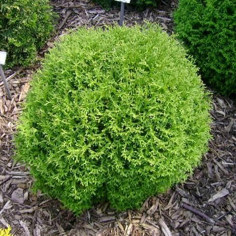 Саджанці Туї складчастої Літл Бой, 4-х річна (Thuja plicata Little Boy) С3