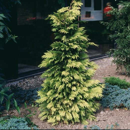 Саджанці Туї складчастої Зебрина Екстра Голд (Thuja plicata Zebrina Extra Gold) Р9