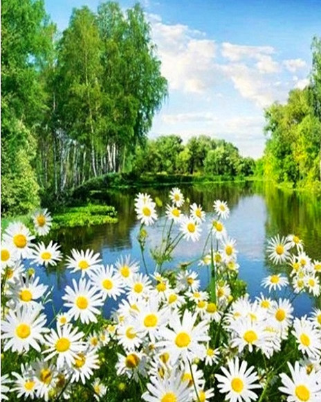 Діамантова мозаїка Ромашки My-Art TN1010 (40 x 50 см) на підрамнику