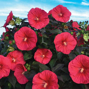 Гібіскус трав'янистий червоний