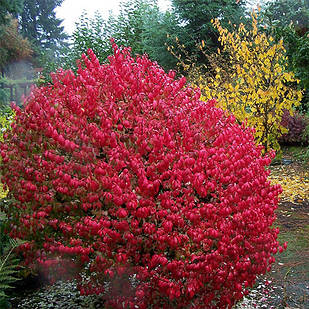 Саджанці Бруслини Фаєрболл (Euonymus Fireball) Р9