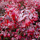 Саджанці Бруслини Фаєрболл (Euonymus Fireball) Р9, фото 3