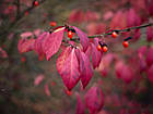 Саджанці Бруслини Фаєрболл (Euonymus Fireball) Р9, фото 4