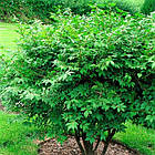 Саджанці Бруслини Фаєрболл (Euonymus Fireball) Р9, фото 2