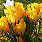 Крокус великобарвний Yellow Giant, фото 3