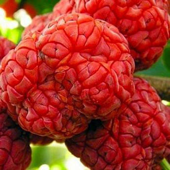 Саджанці Кудрании Симфонія смаку - полуничне дерево - дводомна, морозостійка, крупноплідна