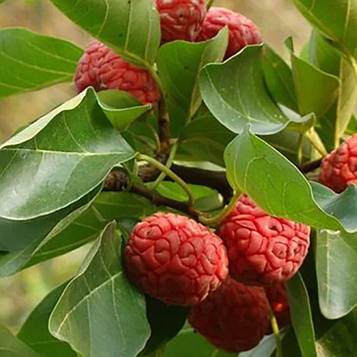 Саджанці Кудрании Нанака - полуничне дерево (Nanaka) - дводомна, морозостійка, солодка