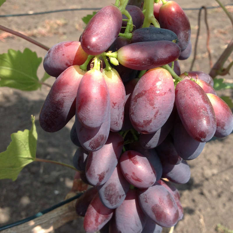 Саджанці столового винограду Красава - ранньо-середнього терміну, великоплідний, морозостійкий - фото 1 - id-p1462545134