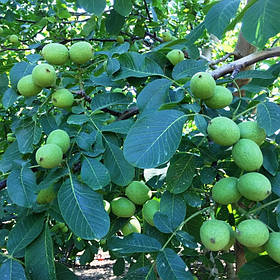 Грецький горіх ЧАНДЛЕР (СHANDLER) 2-х річний