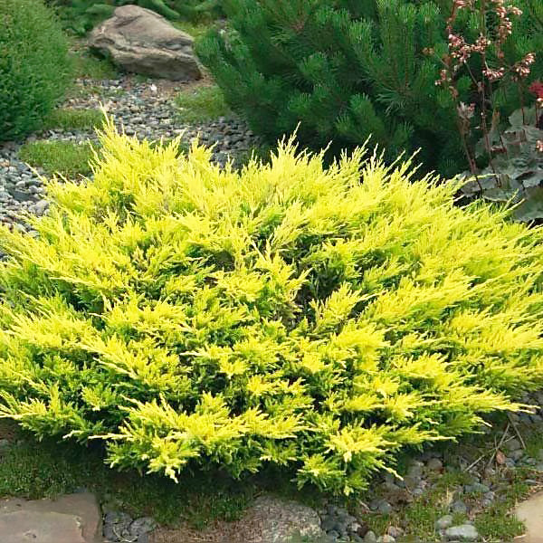 Саджанці Ялівцю середнього Олд Голд (Juniperus x pfitzeriana Old Gold) Р9