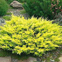 Саженцы Можжевельника среднего Олд Голд (Juniperus x pfitzeriana Old Gold) Р9