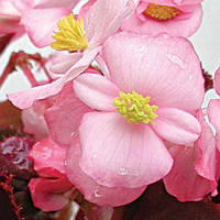 Семена Бегонии Аккорд F1, 100 шт. (драж.), светло-розовой вечноцветущей краснолистой