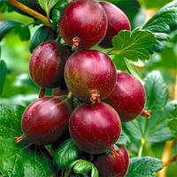 Крижівник Машинка-саджанець