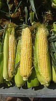 Підсумки випробування сортів цукрової кукурудзи французької фірми виробника насіння "Clause"