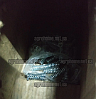 Пружина пальця тріщотки косарки роторної, фото 2