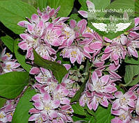 Deutzia hybrida 'Strawberry Fields', Дейція гібридна 'Стробері Філдс',C2 - горщик 2л