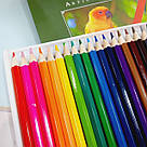 Олівці кольорові дерев'яні "SCHREIBER "Artist" Папуга, фото 3