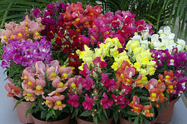 Насіння Антірінума Снеппі F1, 1000 шт., суміш карликовий