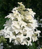 Гортензія волотиста суміш сортів Р9