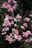 Штамб Біло-рожева почвопокровная троянда., фото 2