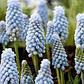 Мускарі Baby's Breath, фото 3