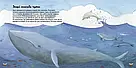 Дізнавайся про світ разом із нами. Які органи чуття у тварин? Автор Алехандро Альґарра, фото 4