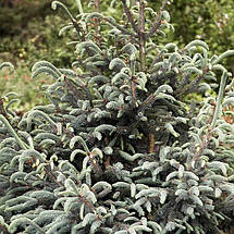 Ялина пурпурна Балфоріана / С10 / h 50-60 / Picea Balfouriana, фото 2