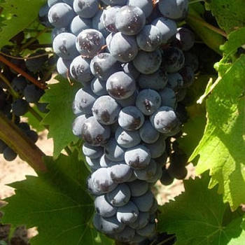 Саджанці винограду Чорний Доктор - середній, урожайний, невибагливий