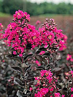 Лагерстремія "Mystic Magenta". Lagerstroemia indica (Black Diamond) "Mystic Magenta".