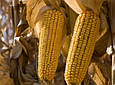 Насіння кукурудзи ПР39Д81, Піонер, фото 2