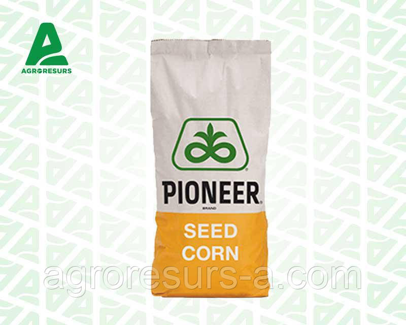 Семена кукурузы ПР37Н01 / PR37N01 (ФАО 390) FORCE ZEA