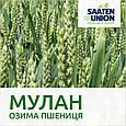 Озима пшениця Мулан, фото 3