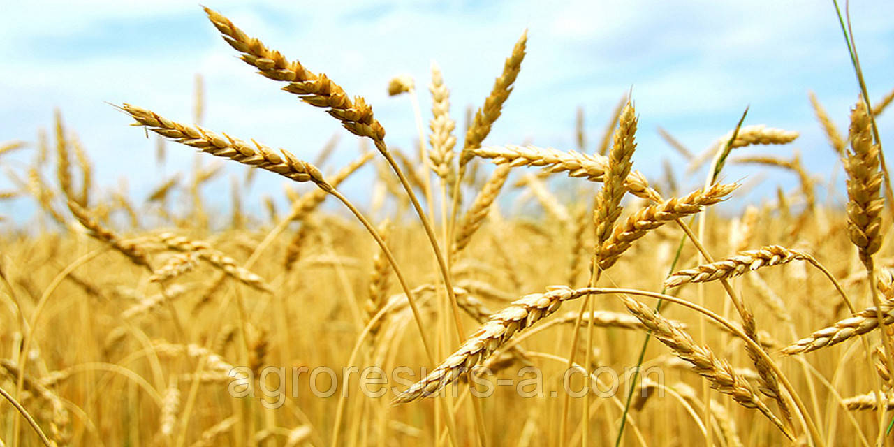 Насіння пшениці озимої Бунчук (еліта)