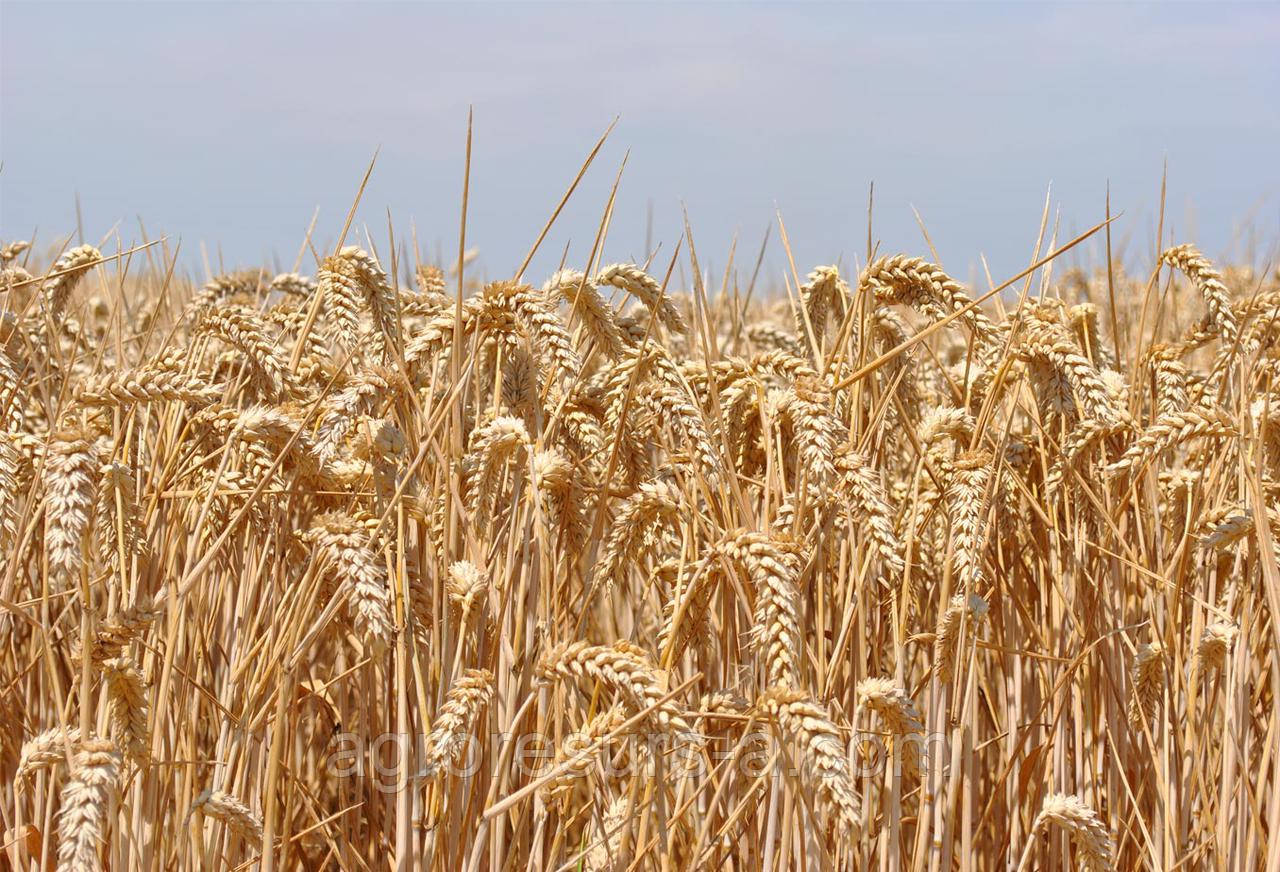 Насіння пшениці озимої Епоха Одеська (еліта)