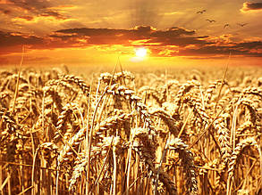 Насіння пшениці озимої Литановка (еліта)