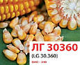 Насіння кукурудзи ЛГ30360/LG30.360 (ФАО 340), фото 3