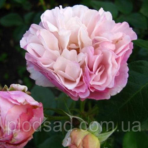 Троянда кущова Геркулес