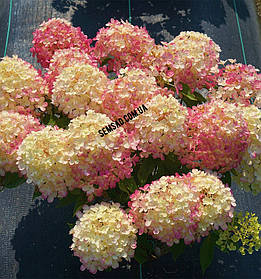 Гортензія волотиста Лівінг Літл Блоссом \ Hydrangea paniculata Living Little Bloss ( саджанці 3 - 4 роки С5л ) Новинка